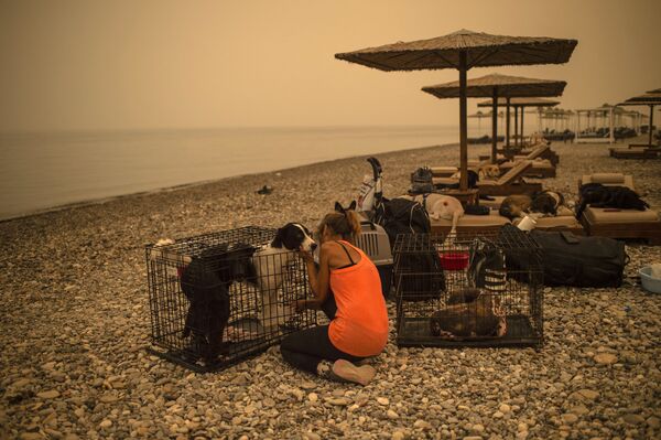 Người phụ nữ chăm sóc con chó bị thương trên bãi biển trong trận cháy rừng ở làng Pefki trên đảo Evia - Sputnik Việt Nam