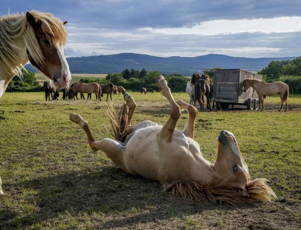 Ngựa Iceland chơi trong bãi cỏ ở Wehrheim gần Frankfurt, Đức - Sputnik Việt Nam