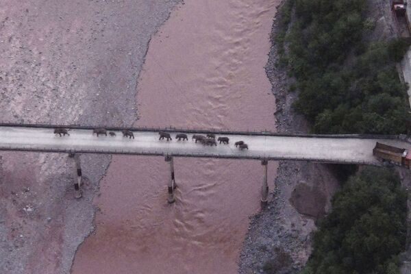 Đàn voi băng qua sông trên đường cao tốc gần thành phố Yuxi, tỉnh Vân Nam, tây nam Trung Quốc - Sputnik Việt Nam
