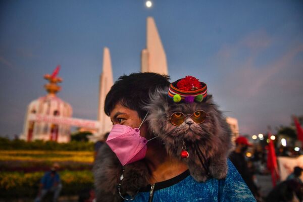 Mèo ngồi trên vai theo người đi biểu tình ở Bangkok đòi Thủ tướng Thái Lan từ chức  - Sputnik Việt Nam