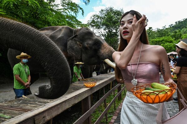 Cô gái cho voi ăn ở Thung lũng Voi hoang, Khu Bảo tồn thiên nhiên ở tỉnh Vân Nam, tây-nam Trung Quốc - Sputnik Việt Nam