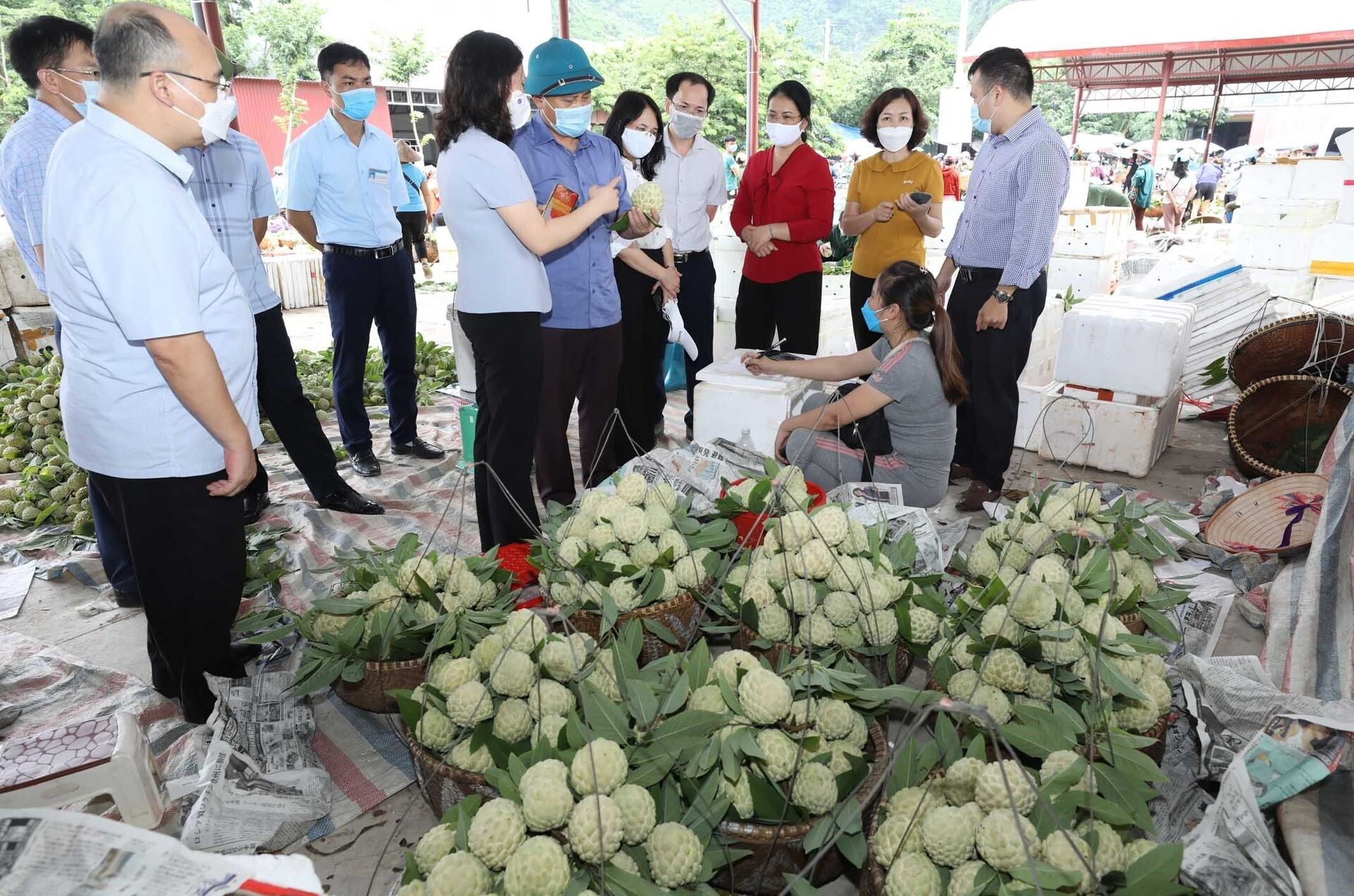 Hiện nay, na tiêu chuẩn VietGAP của Hợp tác xã nông sản huyện Chi Lăng đã bắt đầu cho thu hoạch nhưng việc tiêu thụ bị ảnh hưởng do dịch COVID-19. - Sputnik Việt Nam, 1920, 05.10.2021