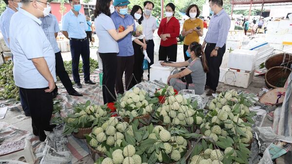 Hiện nay, na tiêu chuẩn VietGAP của Hợp tác xã nông sản huyện Chi Lăng đã bắt đầu cho thu hoạch nhưng việc tiêu thụ bị ảnh hưởng do dịch COVID-19. - Sputnik Việt Nam