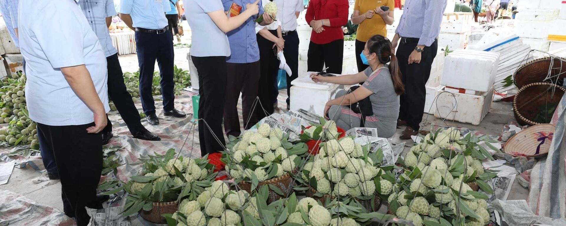 Hiện nay, na tiêu chuẩn VietGAP của Hợp tác xã nông sản huyện Chi Lăng đã bắt đầu cho thu hoạch nhưng việc tiêu thụ bị ảnh hưởng do dịch COVID-19. - Sputnik Việt Nam, 1920, 06.09.2021