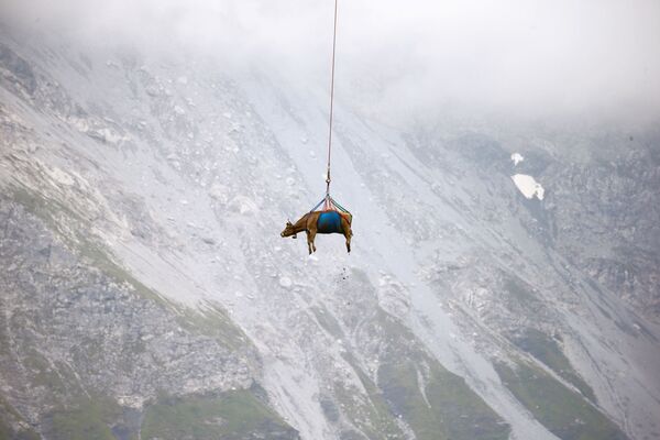 Vận chuyển con bò bằng máy bay trực thăng từ đồng cỏ núi cao ở Thụy Sĩ - Sputnik Việt Nam