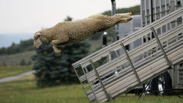 Cừu nhảy ra khỏi xe tải tại Giải vô địch Soldier Hollow Classic Sheepdog Championship hàng năm ở Mỹ - Sputnik Việt Nam