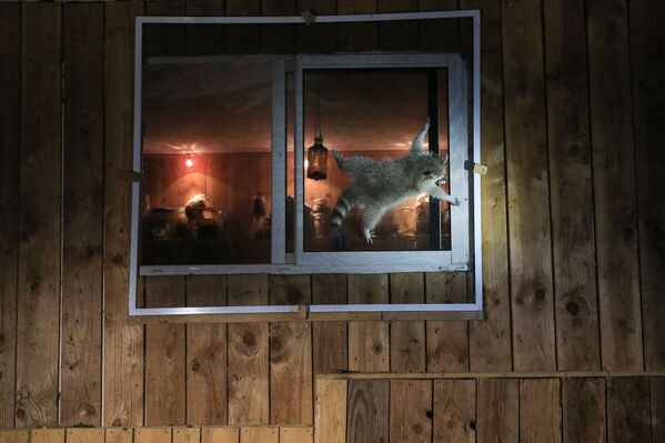 Bức ảnh Làm thế nào để mở cửa sổ này? (How do you get that damn window open?). Nhiếp ảnh gia Pháp Nicolas de Vaulx, lọt vào chung kết của cuộc thi 2021 The Comedy Wildlife Photography Awards - Sputnik Việt Nam