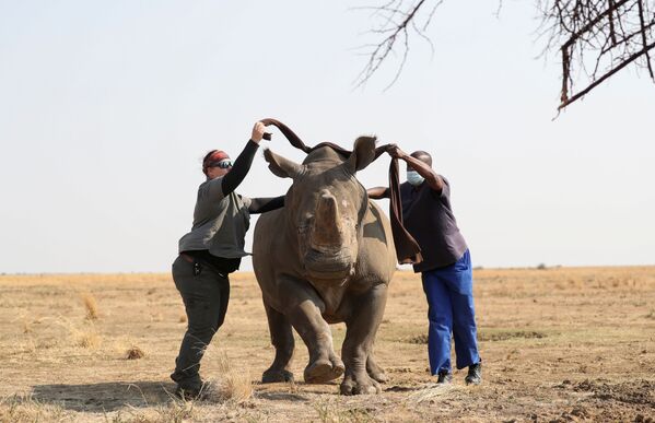 Nhân viên khu bảo tồn bịt mắt con tê giác trước khi cưa sừng của nó - Sputnik Việt Nam