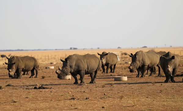Tê giác tại Buffalo Dream Ranch, khu bảo tồn tê giác tư nhân lớn nhất Nam Phi - Sputnik Việt Nam