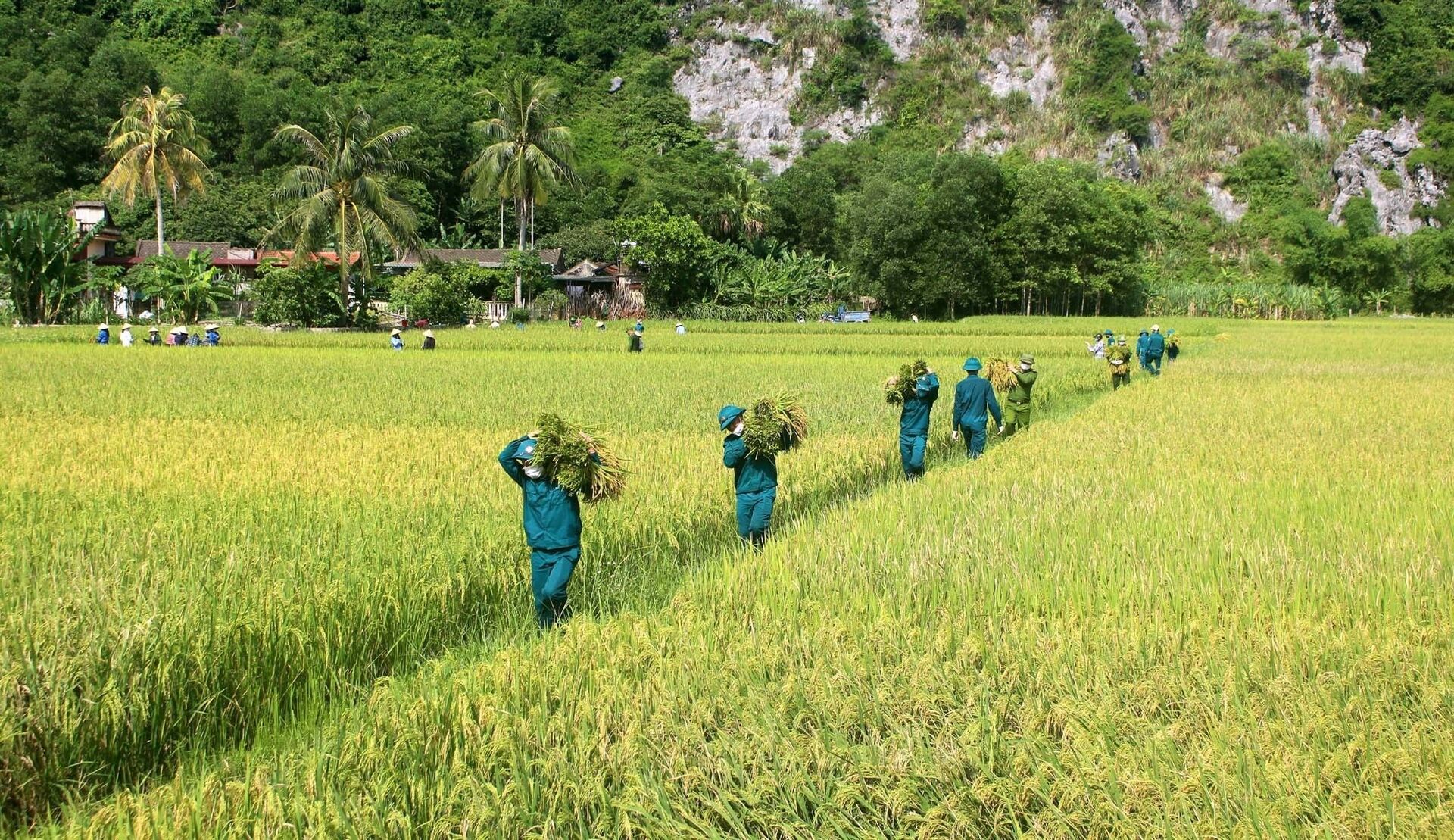 Dân quân, giáo viên và Công an huyện Như Thanh (tỉnh Thanh Hoá) xuống đồng gặt, vận chuyển lúa về nhà cho nông dân - Sputnik Việt Nam, 1920, 05.10.2021