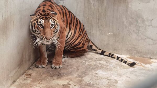 Ảnh chụp con hổ do Cục Công viên Quốc gia, Động vật hoang dã và Thực vật Thái Lan công bố - Sputnik Việt Nam