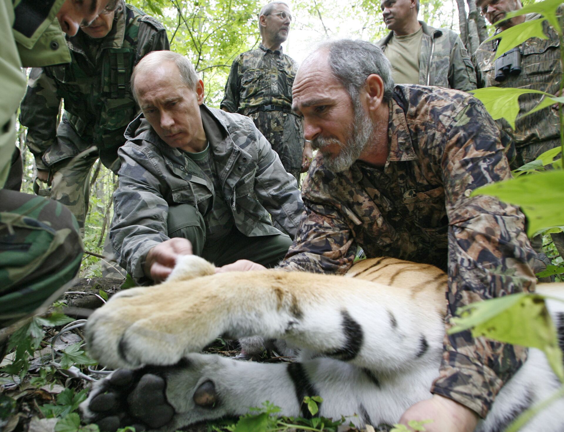 Ngày 31 tháng 8 năm 2008, ông Vladimir Putin và một nhân viên của Viện các vấn đề về sinh thái và tiến hóa mang tên A.N.Sivertsev thuộc RAS Victor Lukaretsky đang xem xét con hổ cái năm tuổi mà các nhà khoa học bắt được - Sputnik Việt Nam, 1920, 05.10.2021