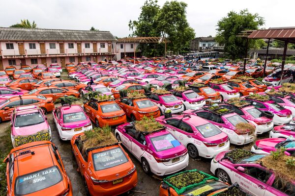 Vườn rau mini trên mái xe của công ty taxi có hoạt động kinh doanh bị ảnh hưởng bởi đại dịch COVID - Sputnik Việt Nam