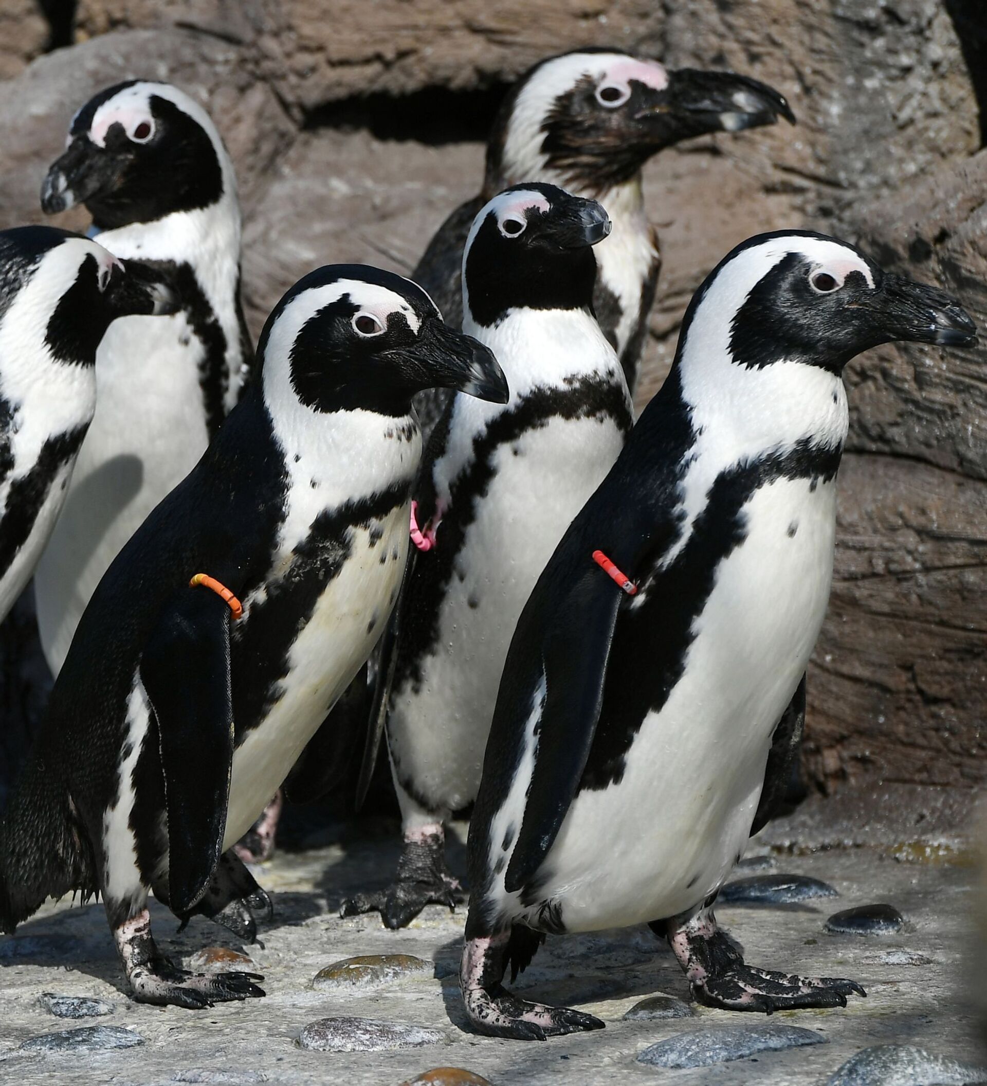 Cặp chim cánh cụt đồng tính lần đầu có con chung