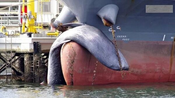 Phát hiện ở mũi tàu ở cảng của Nhật một con cá voi vốn chỉ sống ngoài đại dương - Sputnik Việt Nam