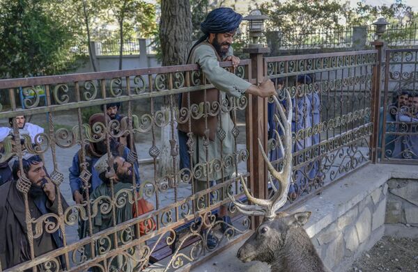 Chiến binh Taliban (tổ chức khủng bố bị cấm ở Nga) vuốt ve con hươu trong chuồng ở Vườn thú Kabul - Sputnik Việt Nam