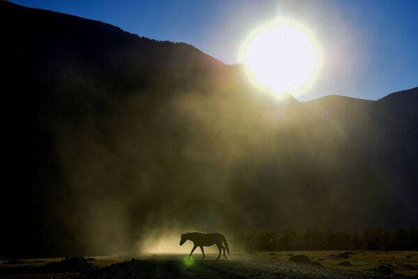 Ngựa chăn thả gần đường cao tốc ở thung lũng sông Chulyshman thuộc Cộng hòa Altai - Sputnik Việt Nam