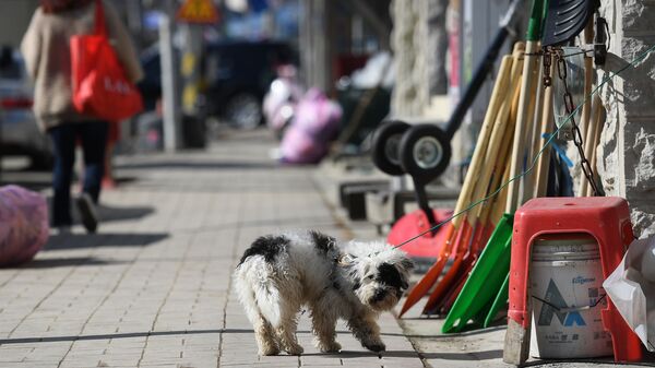 Một con chó trên đường phố ở thành phố Pyeongchang, Hàn Quốc - Sputnik Việt Nam