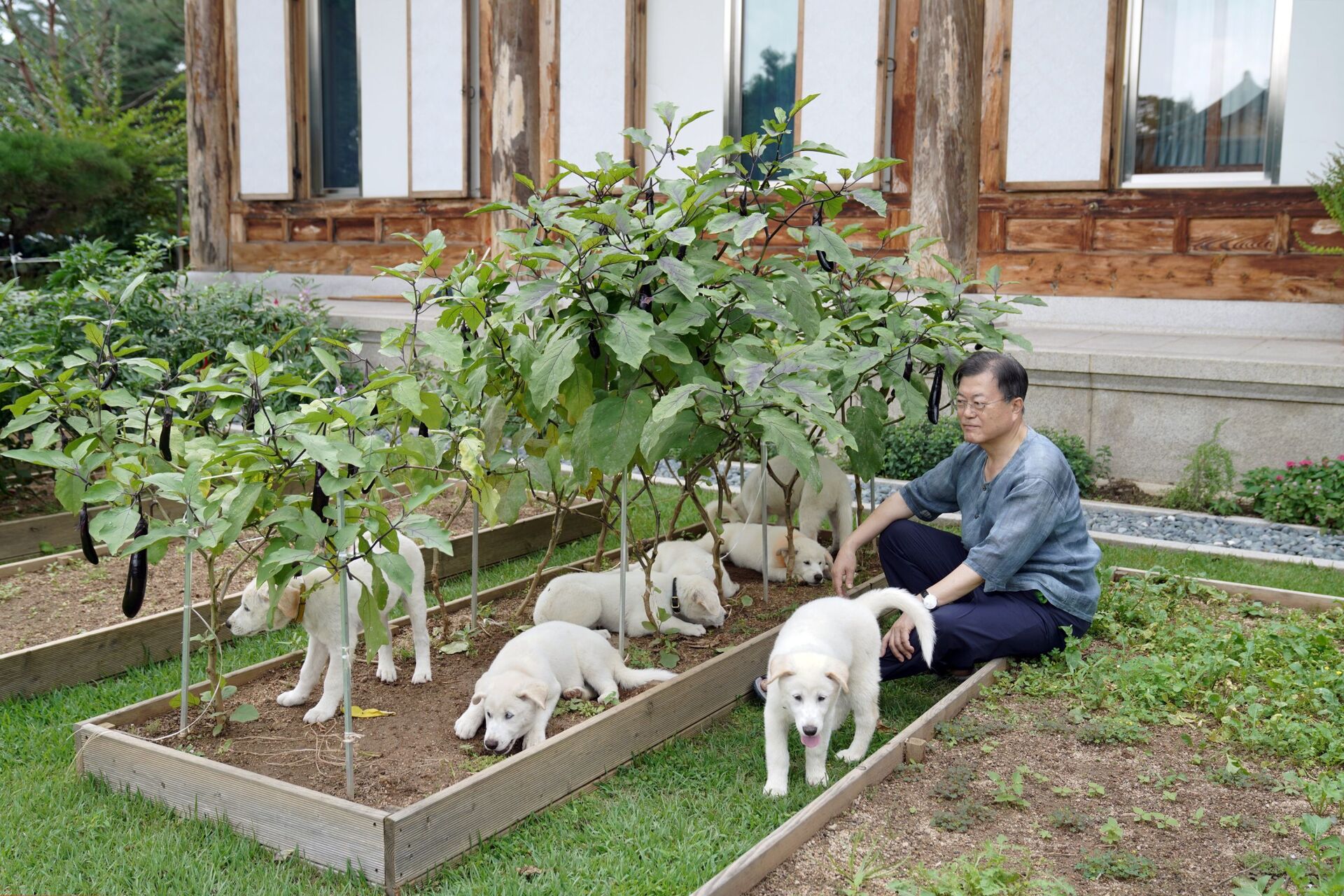Tổng thống Hàn Quốc Moon Jae-in với những chú chó nhà nuôi - Sputnik Việt Nam, 1920, 05.10.2021