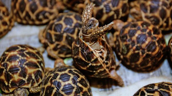 Rùa tại hải quan ở Bangkok - Sputnik Việt Nam