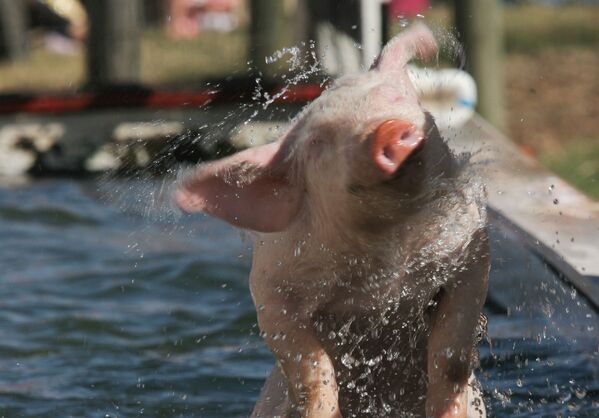 Lợn giũ nước sau khi tắm xong - Sputnik Việt Nam