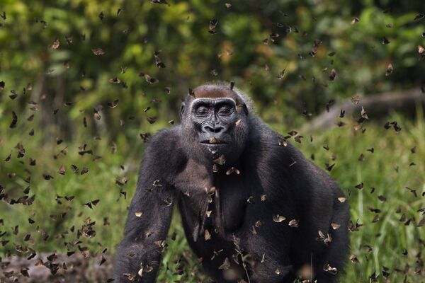 Khỉ đột Malui của nhiếp ảnh gia Anh Anup Shah, giải nhất cuộc thi The Nature Conservancy 2021 - Sputnik Việt Nam