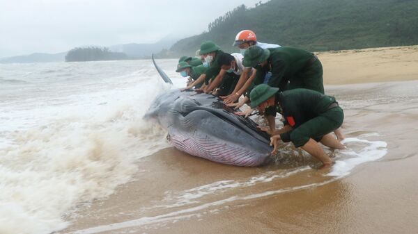 Cứu hộ thành công cá voi nặng khoảng 3 tấn dạt vào bờ biển Thừa Thiên-Huế - Sputnik Việt Nam
