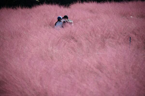 Cặp đôi trên thảm cỏ hồng ở thành phố Hà Nam thuộc tỉnh Gyeonggi, Hàn Quốc - Sputnik Việt Nam