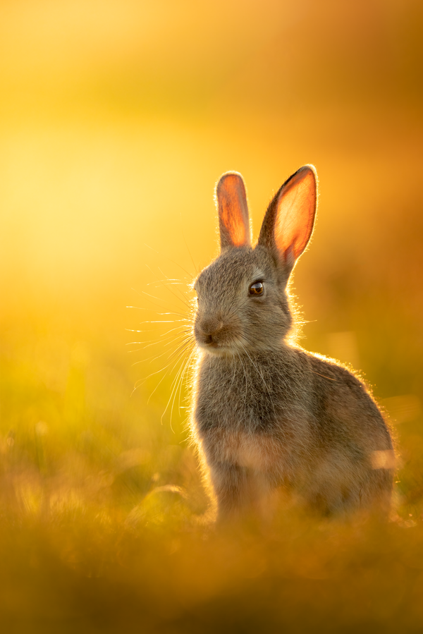 Ảnh “Con thỏ cô đơn” của Mitchell Lewis, giành giải thưởng cuộc thi National Geographic Traveller Photography Competition 2021, hạng mục THIÊN NHIÊN HOANG DÃ - Sputnik Việt Nam