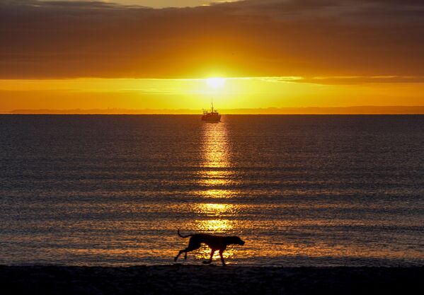 Chú chó chạy dọc biển Baltic ở Haffkrug, miền bắc nước Đức - Sputnik Việt Nam