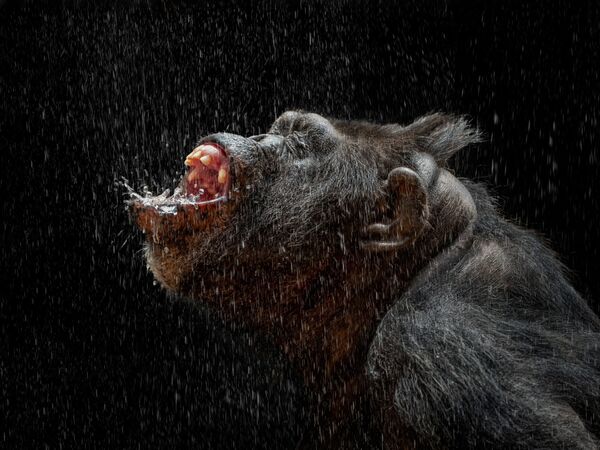 Ảnh «Động vật» của nhiếp ảnh gia Peru Pedro Jarque Krebs, giành giải Nhất trong hạng mục «Thiên nhiên / Động vật hoang dã» tại cuộc thi International Photography Awards 2021 - Sputnik Việt Nam