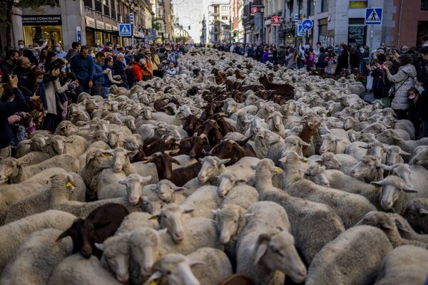 Đàn cừu ở trung tâm Madrid khi di chuyển từ vùng phía bắc đến xuống khu vực phía nam ấm áp hơn. - Sputnik Việt Nam