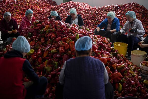 Các phụ nữ chuẩn bị ớt đỏ để chế món nước sốt Aivar truyền thống tại nông trang tập thể «Krusha» ở làng ở làng Velika Krusha, Kosovo - Sputnik Việt Nam