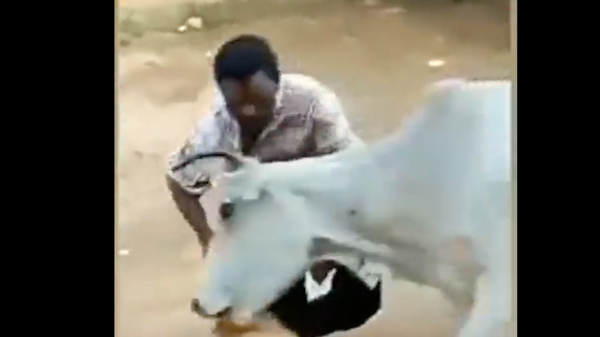 Bò trả thù cho con chó do bị người đàn ông xúc phạm - Sputnik Việt Nam