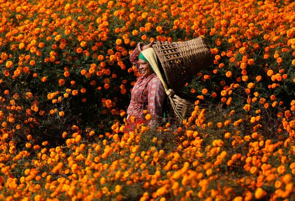 Thu hái hoa cúc xu xi, Nepal - Sputnik Việt Nam