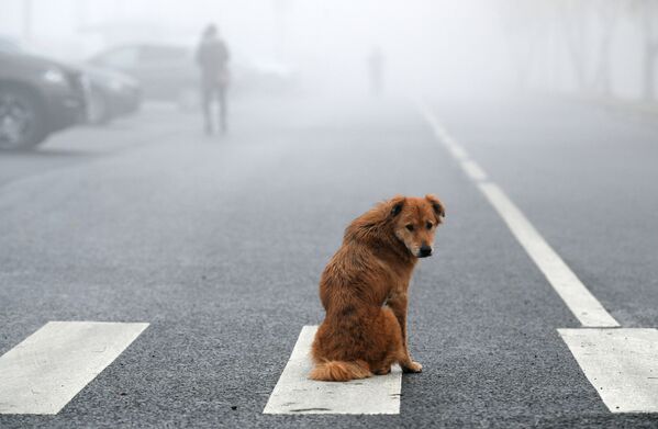 Chú chó trong sương mù ở Matxcơva - Sputnik Việt Nam