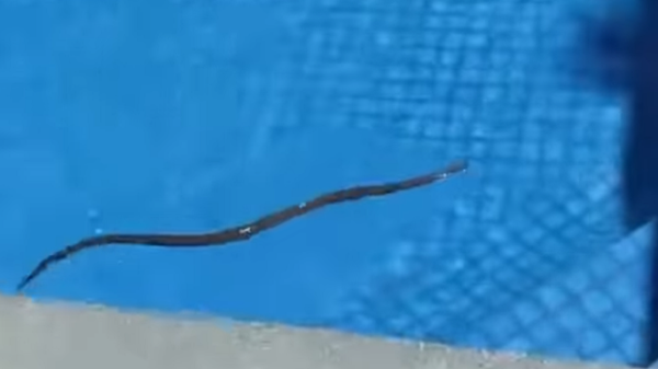 Phát hiện con rắn thuộc loại độc nhất thế giới trong bể bơi tại nhà - Sputnik Việt Nam