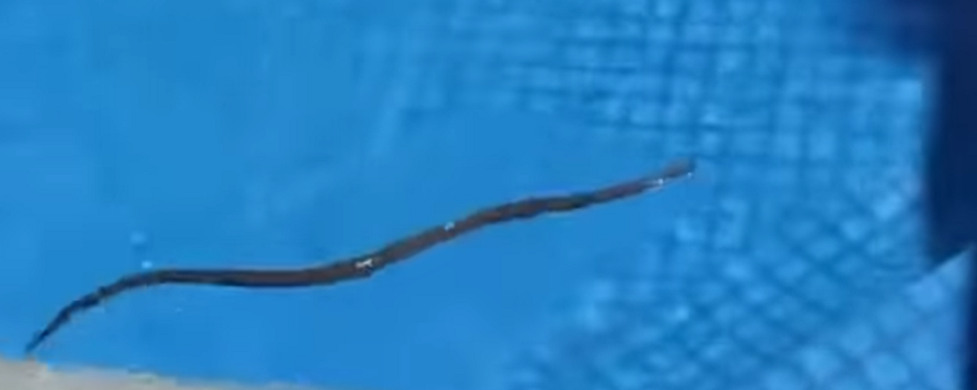 Phát hiện con rắn thuộc loại độc nhất thế giới trong bể bơi tại nhà - Sputnik Việt Nam, 1920, 13.11.2021