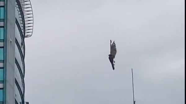 Video một con đại bàng bị “đơ” trên bầu trời khiến mọi người sợ hãi đang gây dậy sóng mạng - Sputnik Việt Nam