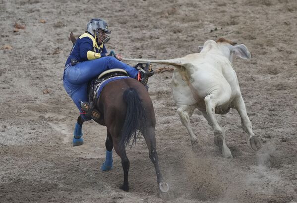 Người đàn ông giữ đuôi kéo con bò đực, cố gắng hạ gục nó, tại Giải đấu Quốc tế Yoropo ở Villavicencio, Colombia - Sputnik Việt Nam