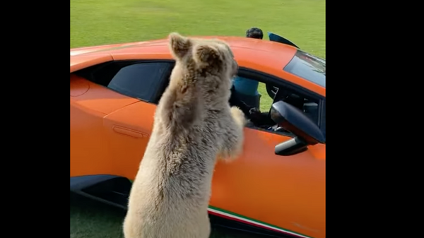 Video quay cảnh con gấu phá hỏng cánh cửa siêu xe Lamborghini của Sheikh Ả Rập lên mạng - Sputnik Việt Nam