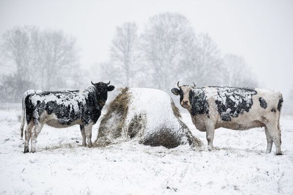 Những con bò trên đồng cỏ gần làng Weiki sau trận tuyết đầu tiên, miền đông Ba Lan - Sputnik Việt Nam