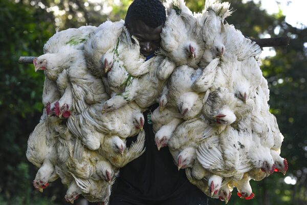 Người đàn ông với những con gà tại khu chợ ở thị trấn biên giới Dajabon, Cộng hòa Dominica - Sputnik Việt Nam