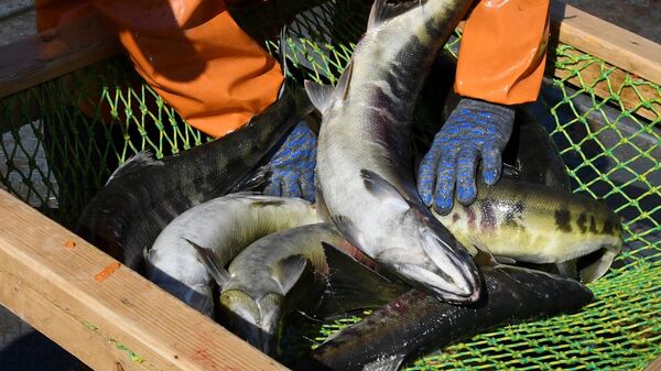 Cá hồi Chum được đánh bắt tại trại nuôi cá hồi ở Lãnh thổ Primorsky - Sputnik Việt Nam