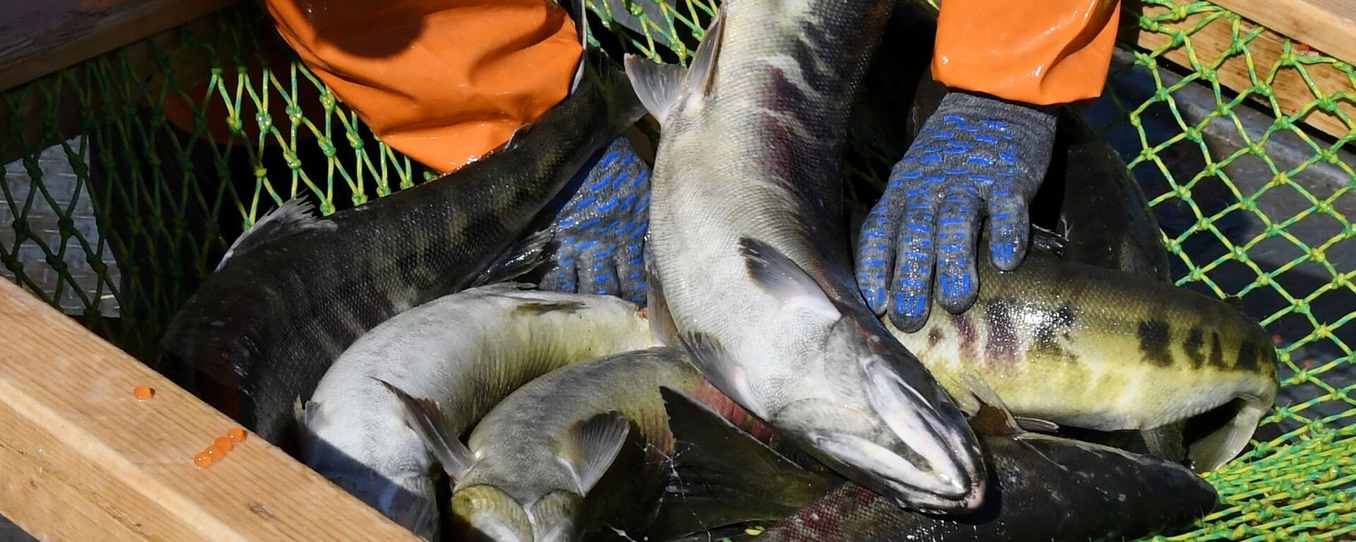 Cá hồi Chum được đánh bắt tại trại nuôi cá hồi ở Lãnh thổ Primorsky - Sputnik Việt Nam, 1920, 29.11.2021