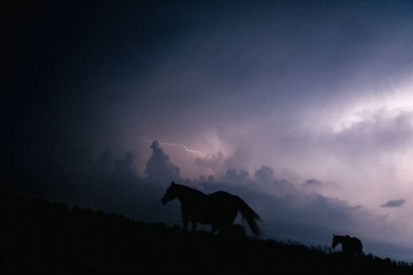 Những con ngựa trong giông bão ở Louisiana - Sputnik Việt Nam