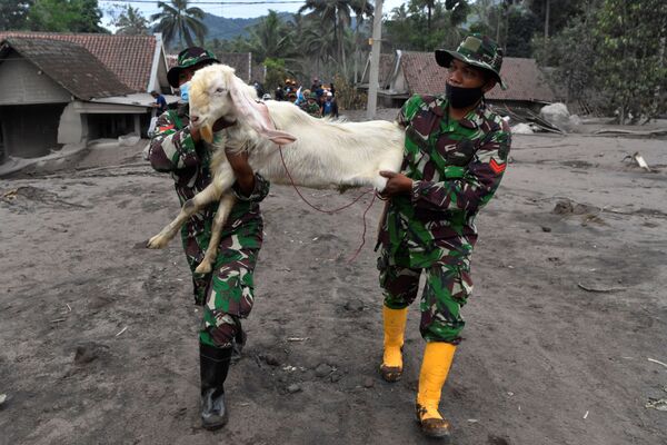 Quân đội di tản gia súc sau khi núi lửa Semeru ở Indonesia phun trào - Sputnik Việt Nam