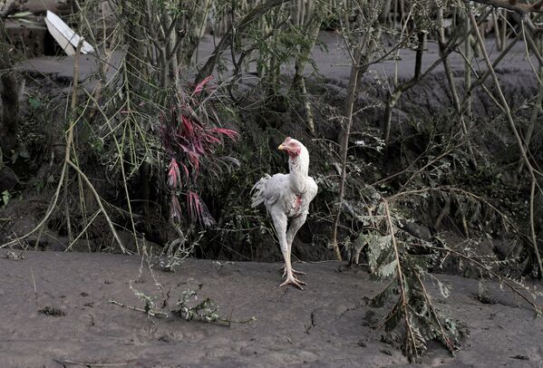 Con gà giữa cây cỏ phủ đầy tro bụi sau vụ phun trào núi lửa Semeru ở Indonesia - Sputnik Việt Nam