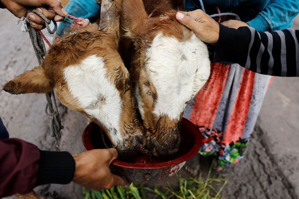 Những con bò bị ảnh hưởng do phun trào núi lửa Semeru ở Indonesia đang được cho ăn - Sputnik Việt Nam