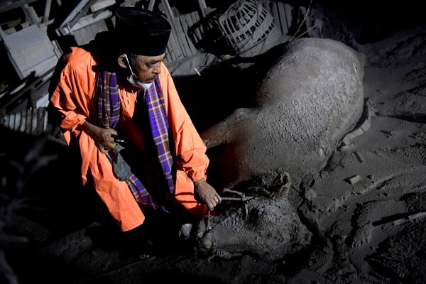Gia súc bị chết trong vụ phun trào núi lửa Semeru ở Indonesia - Sputnik Việt Nam